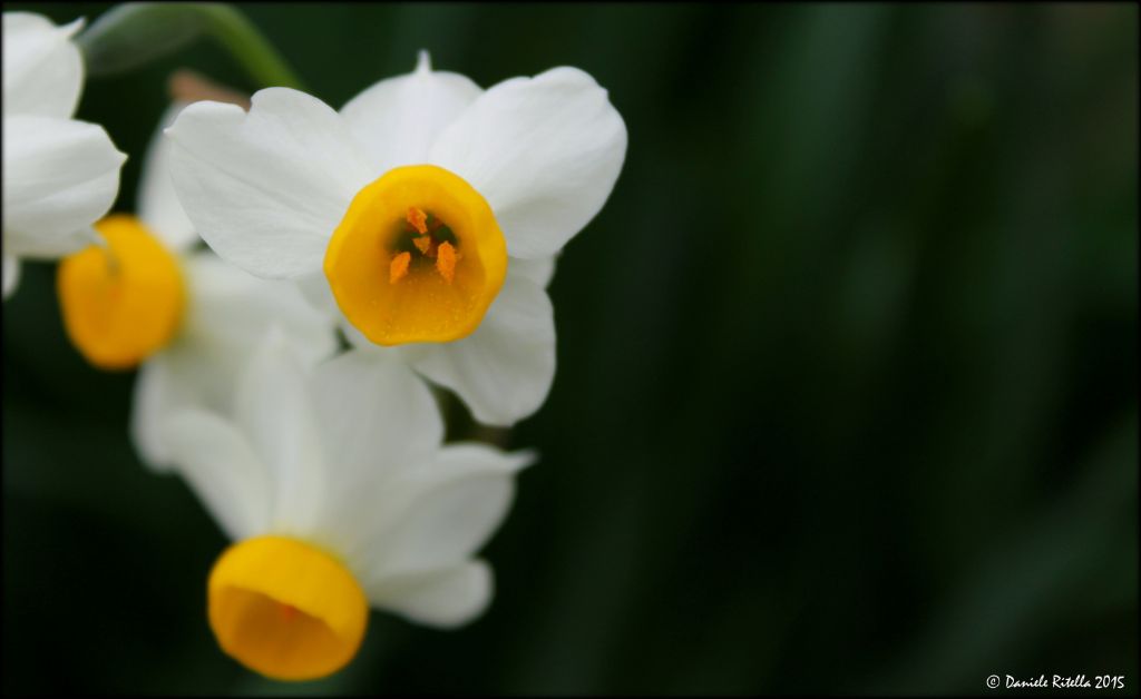 Narcissus tazetta